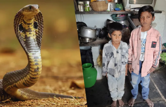 పాము పాము
